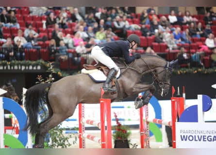 Zangersheide, Hengst, 8 Jaar, 170 cm, Zwartbruin