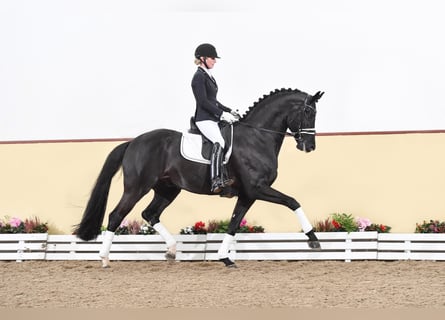 Hanoverian, Stallion, 9 years, 16.2 hh, Black