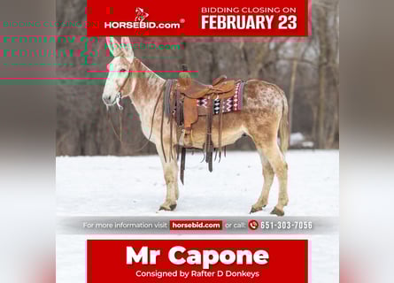 Donkey, Gelding, 10 years, 14,1 hh, Roan-Red