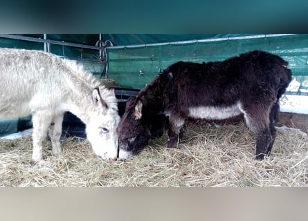 Donkey, Gelding, 11 years, 10,1 hh, Brown