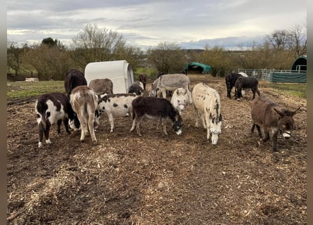 Donkey, Gelding, 11 years, 10,1 hh, Brown