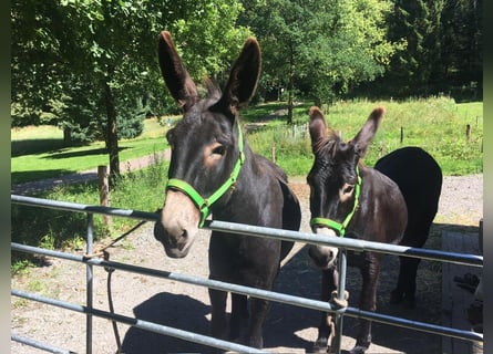Donkey, Gelding, 11 years, 14,2 hh, Brown