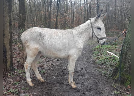 Donkey, Gelding, 3 years, 13.1 hh, Gray