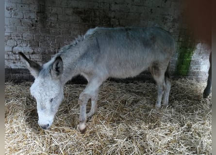Donkey, Gelding, 4 years, 13.1 hh, Grey