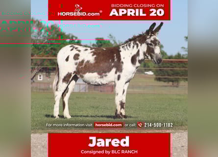 Donkey, Gelding, 5 years, 11.1 hh, Pinto