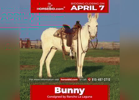 Donkey, Gelding, 5 years, 12 hh, White