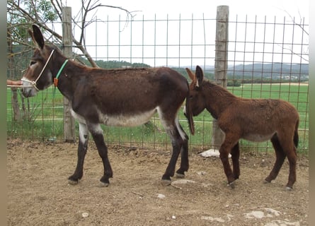 Donkey, Mare, 10 years, 13,3 hh, Black