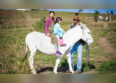 Donkey, Mare, 10 years, 14.1 hh, Brown-Light