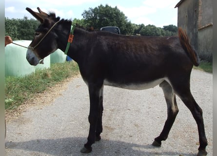 Donkey, Mare, 10 years, 14.2 hh, Black