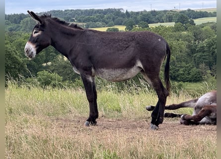 Donkey, Mare, 11 years, 14,2 hh, Bay-Dark