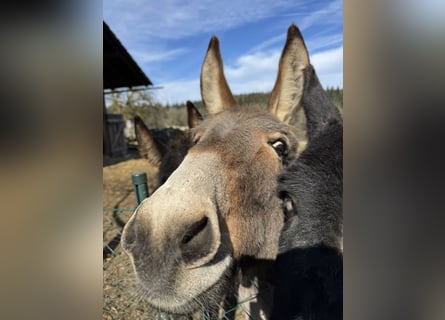 Donkey, Mare, 12 years, 12,1 hh, Brown-Light