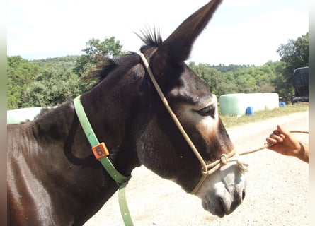 Donkey, Mare, 15 years, 14.1 hh, Black