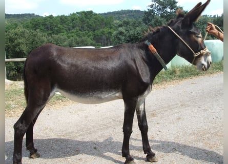 Donkey, Mare, 18 years, 13,2 hh, Black