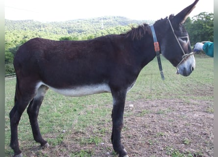Donkey, Mare, 19 years, 13.3 hh, Black