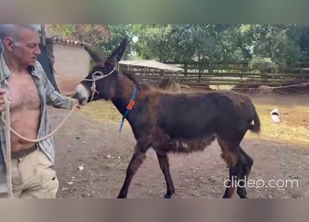 Donkey, Mare, 1 year, 12,1 hh, Black