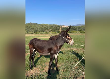 Donkey, Mare, 1 year, 13.1 hh, Black