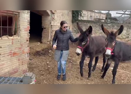 Donkey, Mare, 1 year, Black