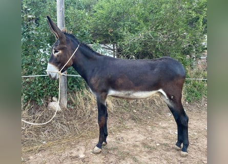 Donkey, Mare, 2 years, 15.1 hh, Black