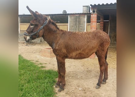 Donkey, Mare, 3 years, 14,3 hh, Black