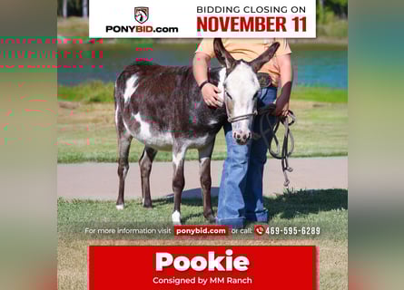 Donkey, Mare, 4 years, 8.1 hh, Pinto