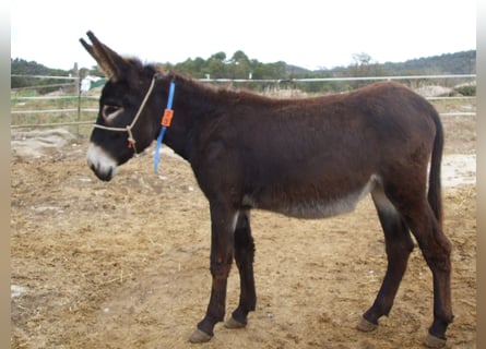 Donkey, Mare, 4 years, Black