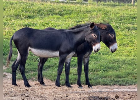 Donkey, Mare, 5 years, 14.1 hh, Bay-Dark