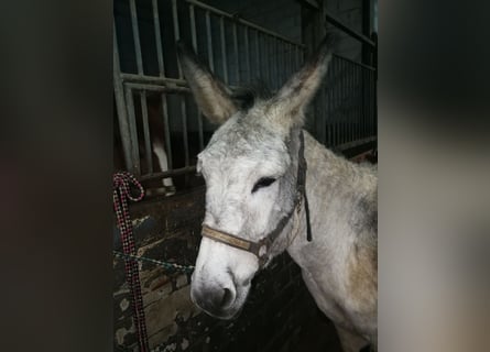 Donkey, Mare, 7 years, 13.1 hh, Gray