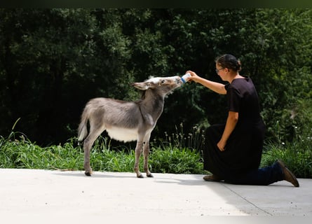 Donkey, Mare, Foal (04/2024), Gray