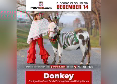 Donkey, Stallion, 10 years, 8 hh, Gray