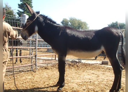 Donkey, Stallion, 12 years, 14.3 hh, Black
