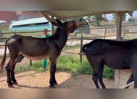 Donkey, Stallion, 12 years, 15,1 hh, Black