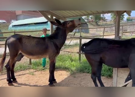 Donkey, Stallion, 12 years, 15.1 hh, Black