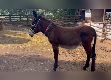 Donkey, Stallion, 1 year, 12,3 hh, Black