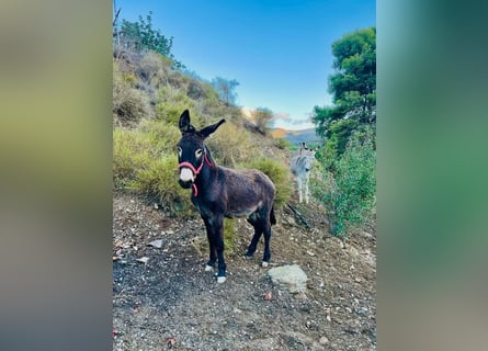 Donkey Mix, Stallion, 2 years, 11,2 hh, Brown
