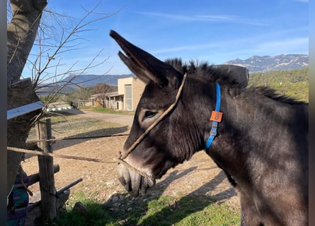 Donkey, Stallion, 2 years, 14.1 hh, Black