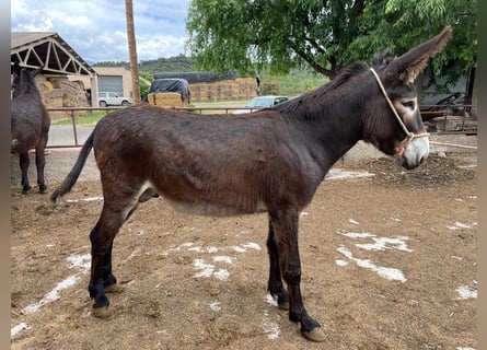 Esel, Hengst, 2 Jahre, 14,1 hh, Rappe