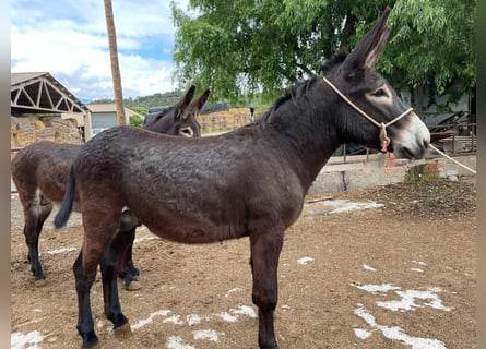 Donkey, Stallion, 2 years, 14.1 hh, Black