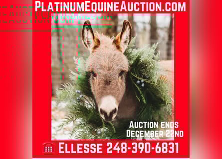 Donkey, Stallion, 2 years, 6.1 hh, Gray