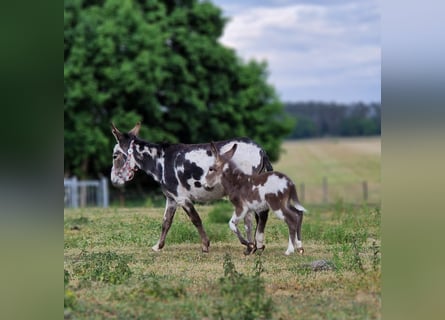 Donkey, Stallion, Foal (05/2025), 10.1 hh, Pinto Donkey, Stallion, Foal (05/2025), 10.1 hh, Pinto