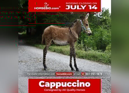 Donkey Mix, Stallion, Foal (03/2025), 8.2 hh Donkey Mix, Stallion, Foal (03/2025), 8.2 hh