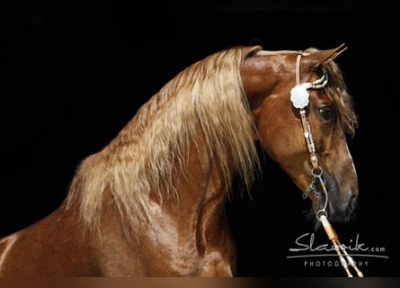 Tennessee Walking Horse, Hengst, 18 Jahre, 157 cm, Fuchs