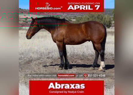 Draft Horse Mix, Castrone, 10 Anni, 157 cm, Baio ciliegia