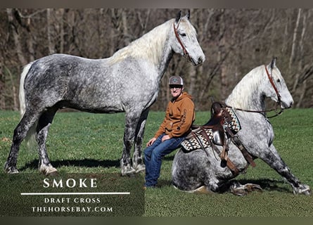 Draft Horse Mix, Castrone, 10 Anni, 157 cm, Grigio pezzato
