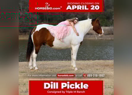 Draft Horse Mix, Castrone, 10 Anni, 160 cm, Pezzato