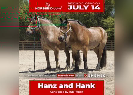 Draft Horse, Castrone, 10 Anni, 173 cm, Baio roano