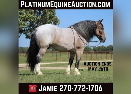 Draft Horse, Castrone, 10 Anni, 175 cm, Baio roano