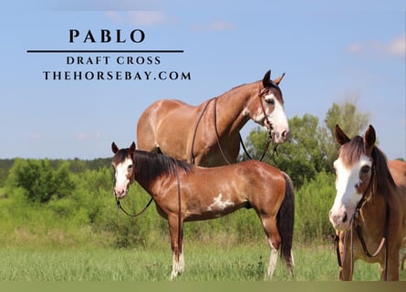 Draft Horse Mix, Castrone, 11 Anni, 147 cm, Sabino