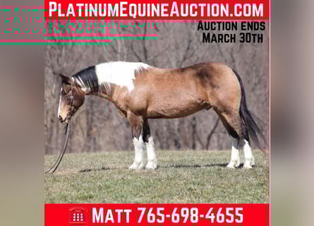 Draft Horse, Castrone, 11 Anni, 155 cm, Pelle di daino