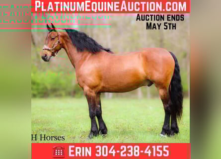 Draft Horse, Castrone, 11 Anni, 160 cm, Baio ciliegia