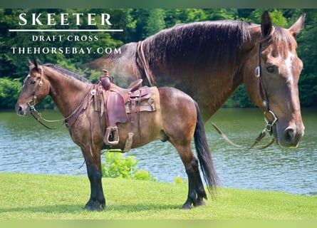 Draft Horse Mix, Castrone, 13 Anni, 157 cm, Baio ciliegia